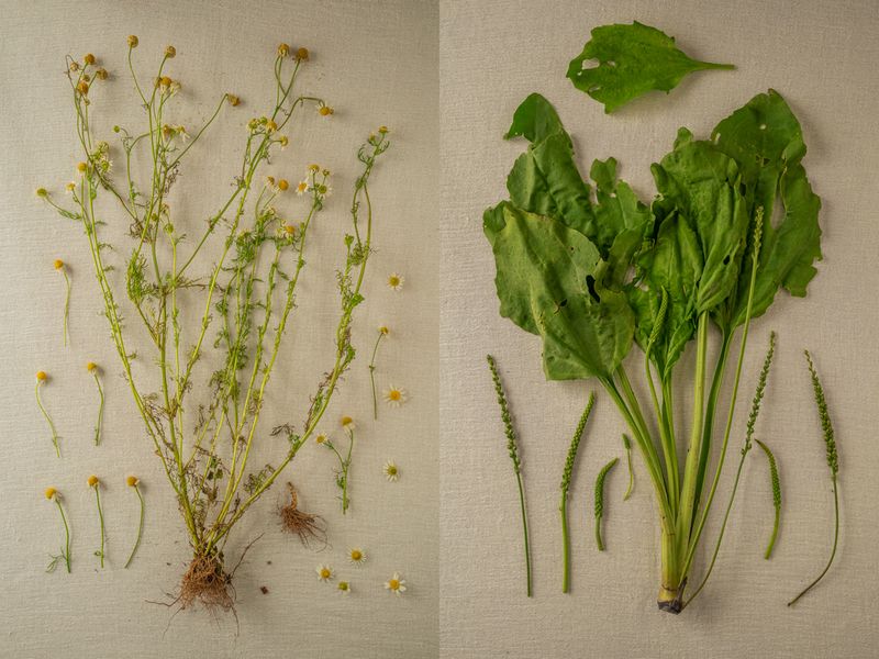 © Andrea Hernández Briceño - Left: Chamaemelum nobile (Roman chamomile) Right: Plantago major (Broadleaf plantain)