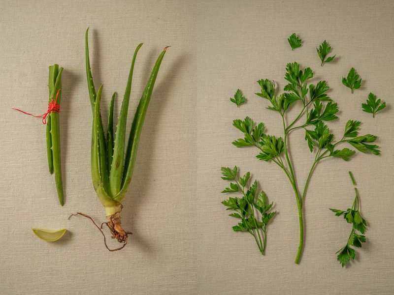 © Andrea Hernández Briceño - Left: Aloe vera Right: Petroselinum crispum (Parsley)