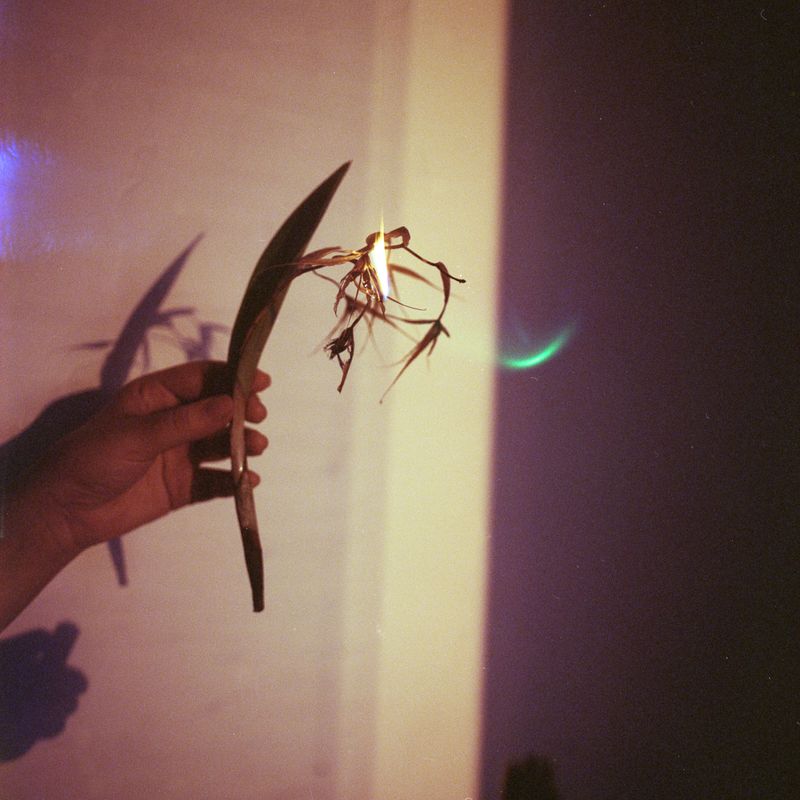 © Andrea Hernández Briceño - A burning flower in my apartment in Caracas, Venezuela, on August 19, 2020.