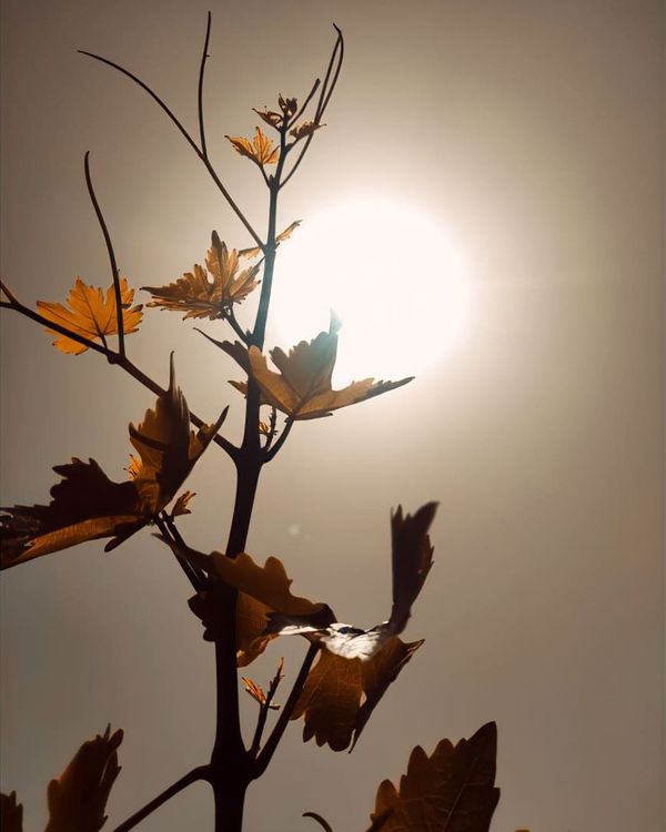 © Rokham sharifi - Image from the Tadak photography project