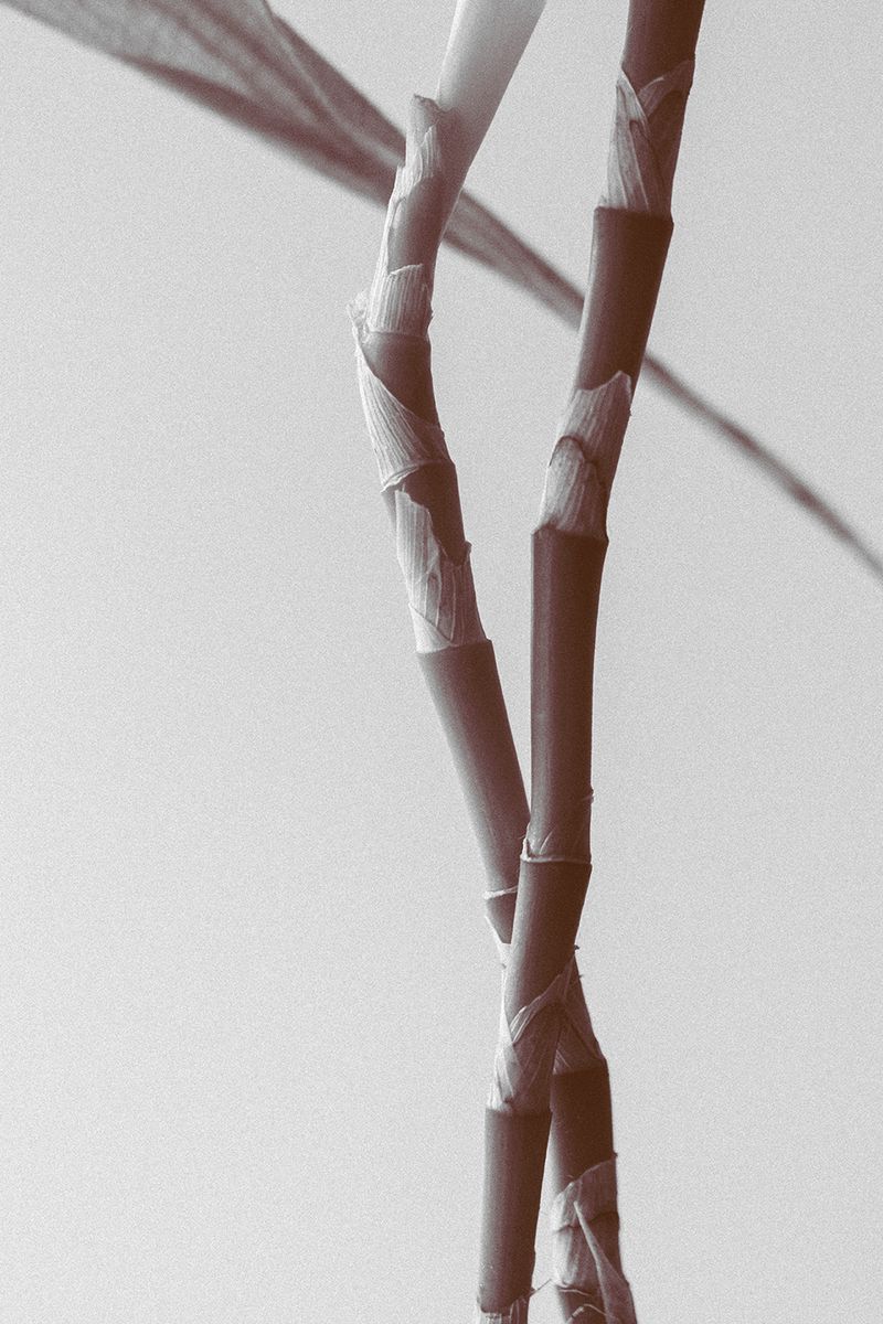 © Ariana Suárez - Image from the Love is a candle flame, it fades away photography project