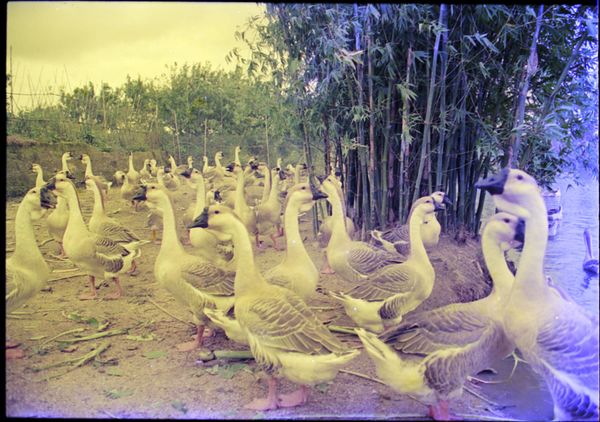 © Tutu Guo - Image from the But When Can I See Cremation Again? photography project