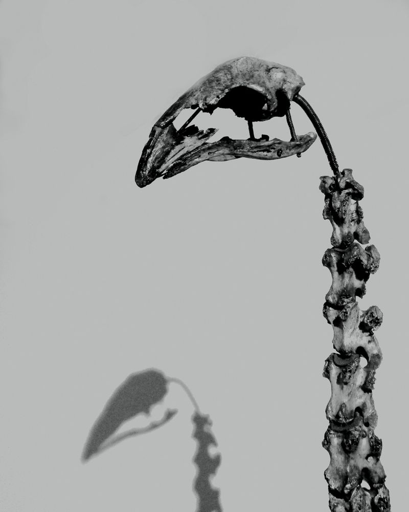 © Michael Koch - Ostrich