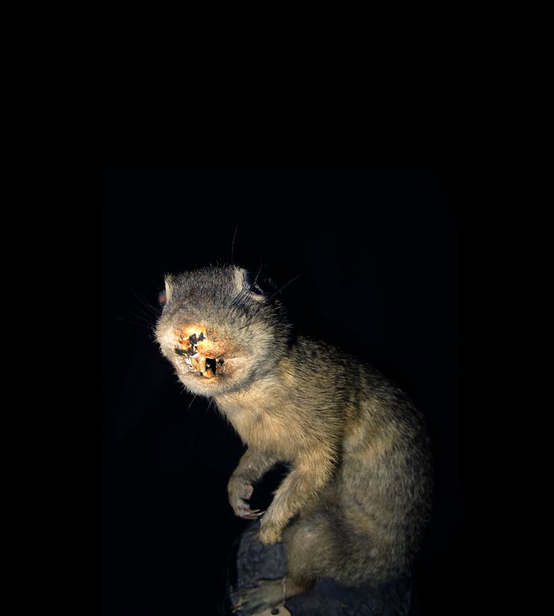 © Michael Koch - Ziesel