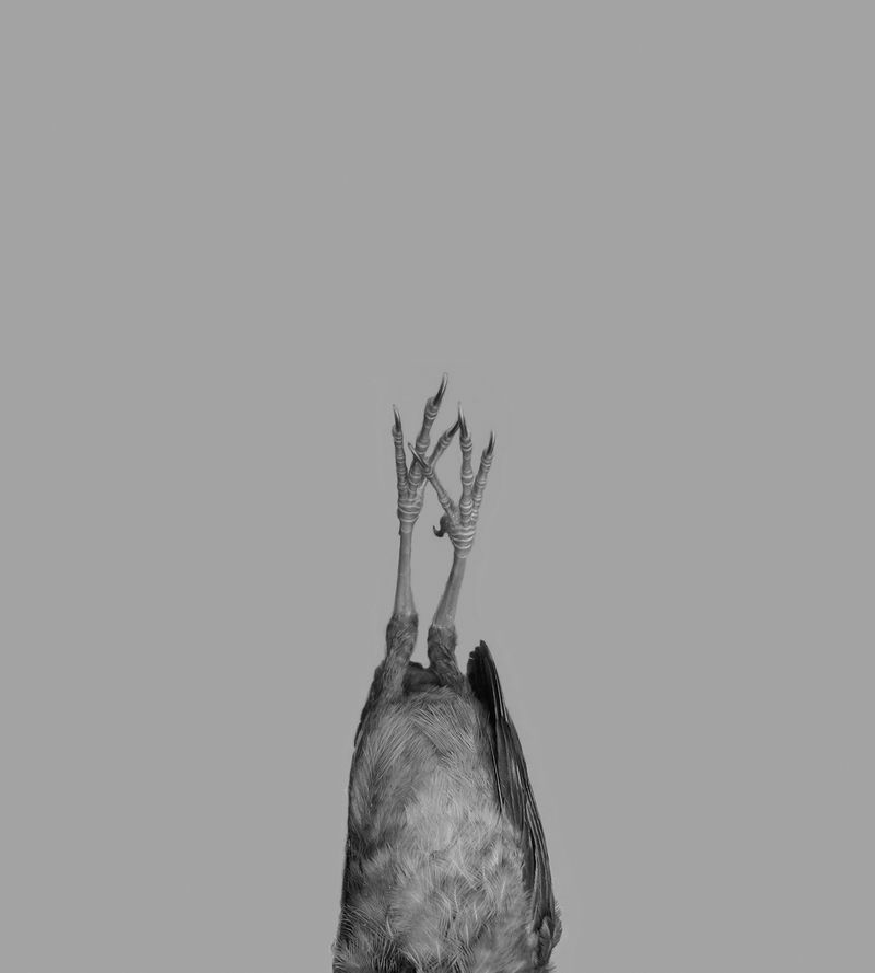 © Michael Koch - Annabel