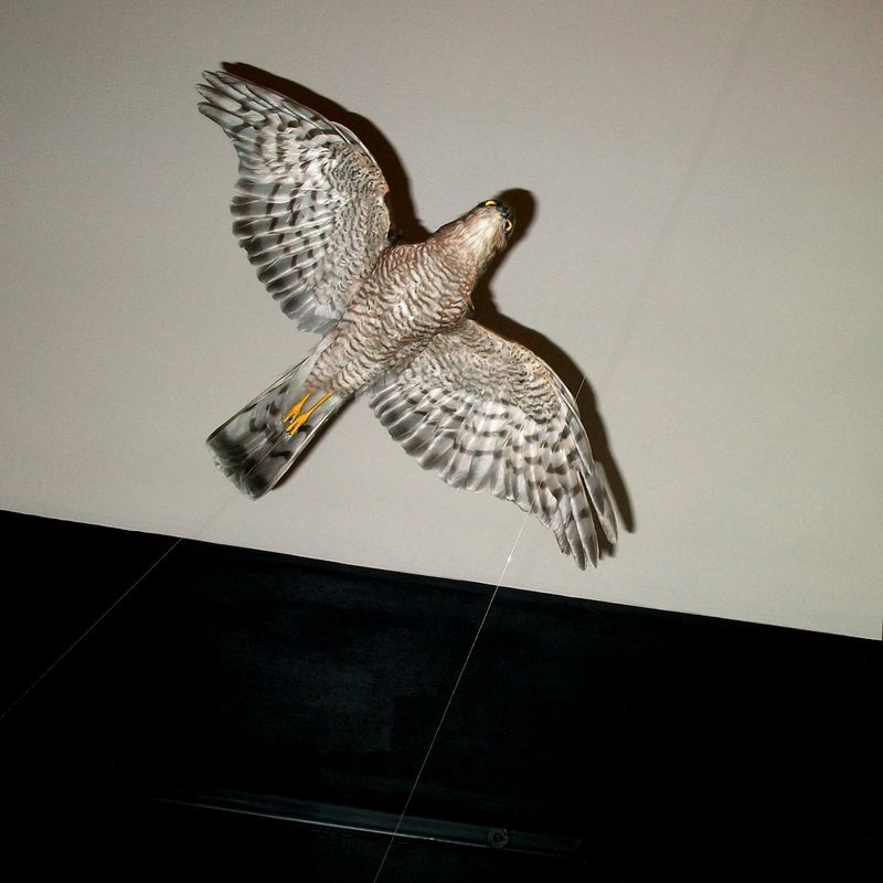 © Michael Koch - Flug