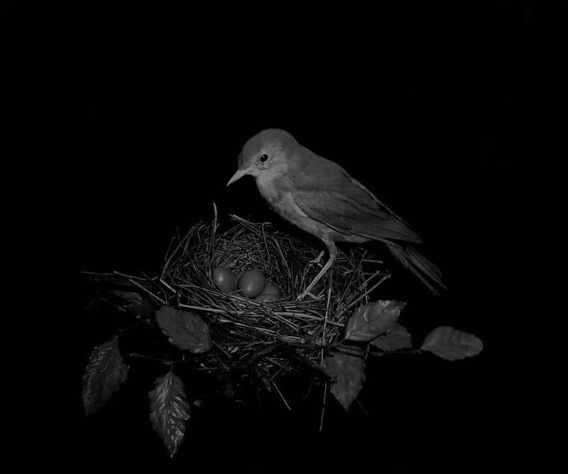 © Michael Koch - parental care