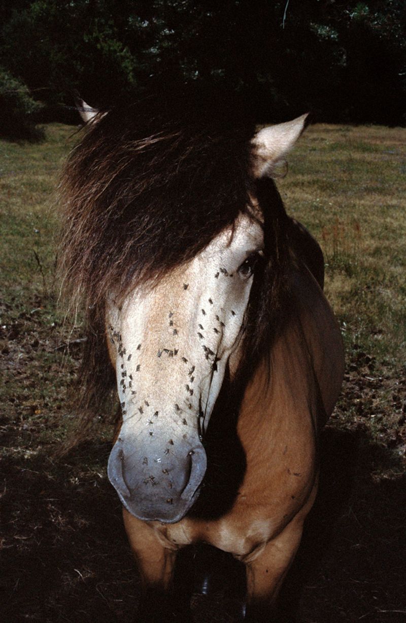 © Sunniva Hestenes - Image from the A Tear for Someone Undeserving photography project