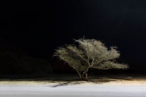 The Autocratic, The Democratic