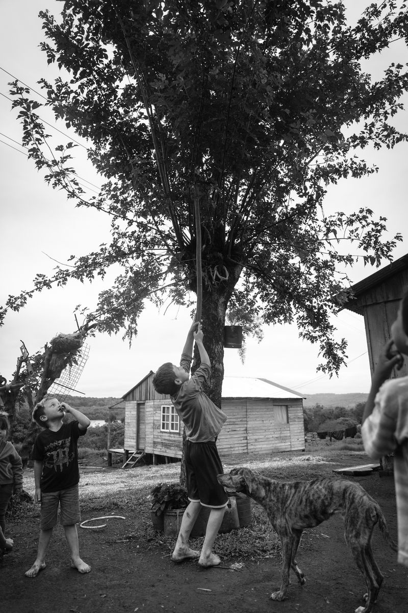 © Mercedes Cotoli - Dali is trying to pick some fruits from the blackberry tree.
