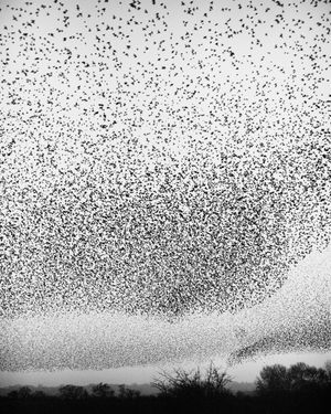 Murmurations