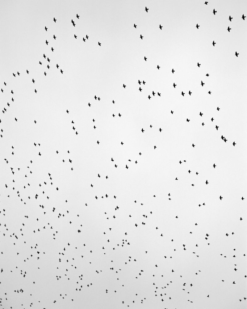 © Billy Barraclough - Image from the Murmurations photography project