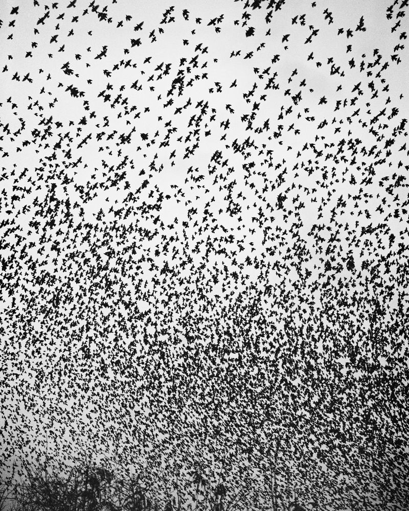 © Billy Barraclough - Image from the Murmurations photography project