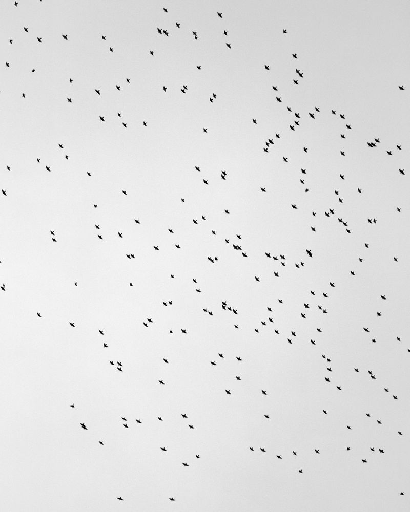© Billy Barraclough - Image from the Murmurations photography project