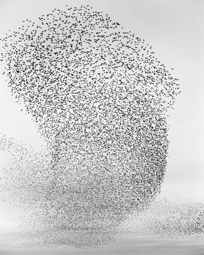© Billy Barraclough - Image from the Murmurations photography project