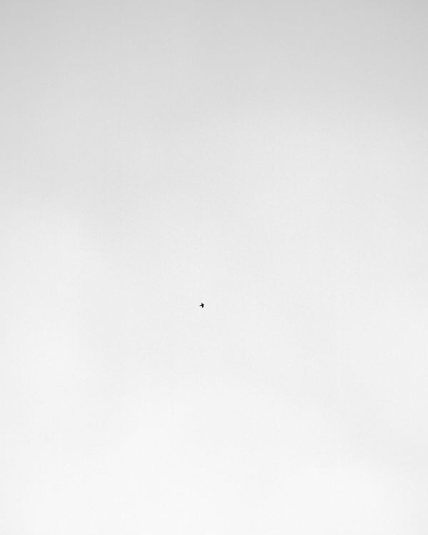 © Billy Barraclough - Image from the Murmurations photography project