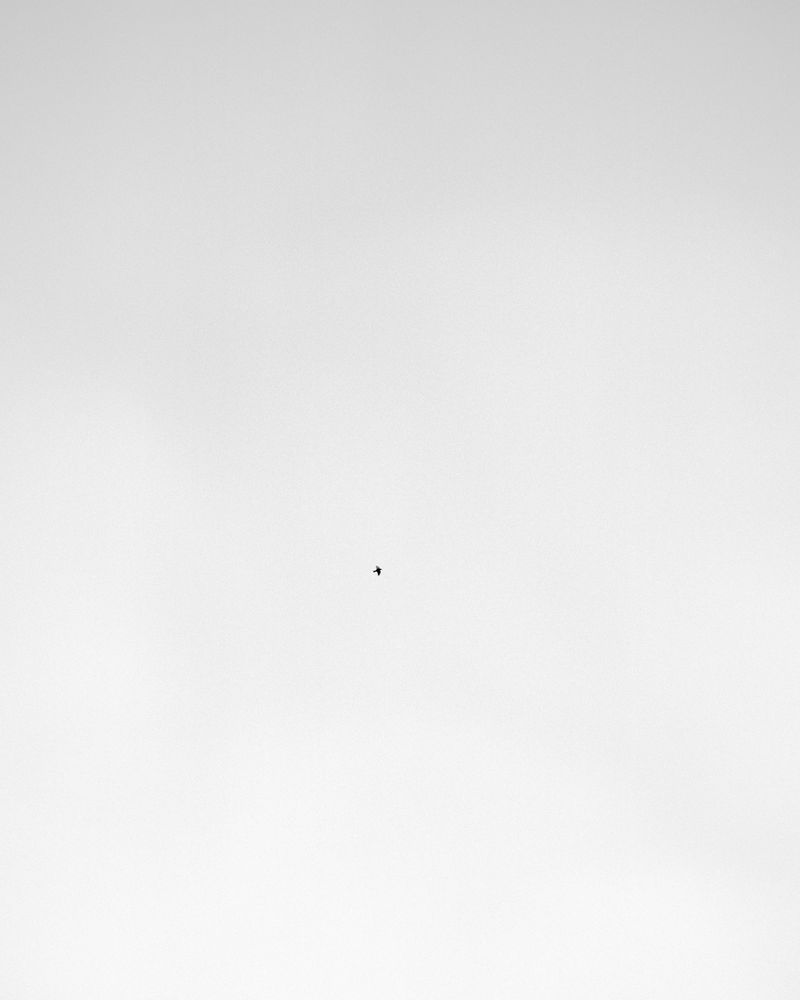 © Billy Barraclough - Image from the Murmurations photography project