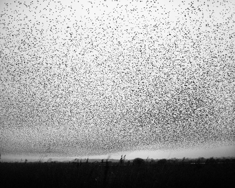 © Billy Barraclough - Image from the Murmurations photography project
