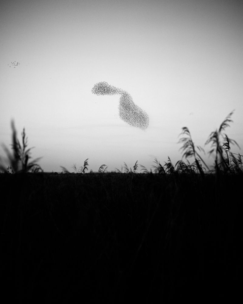 © Billy Barraclough - Image from the Murmurations photography project