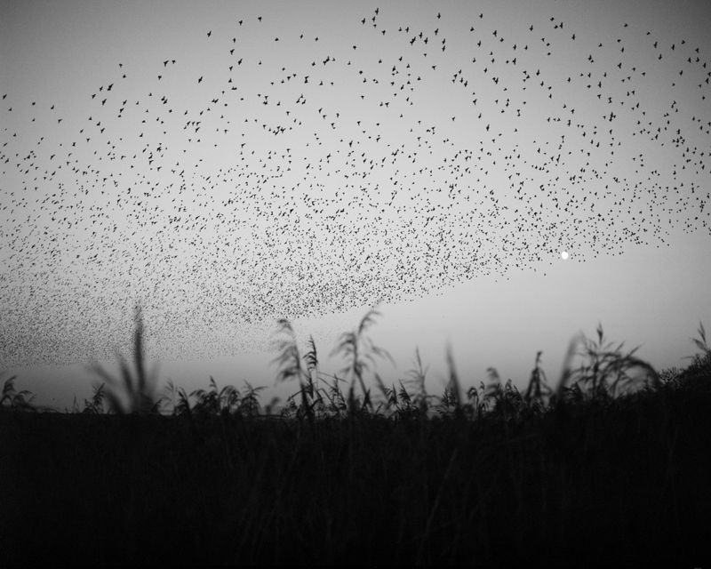 © Billy Barraclough - Image from the Murmurations photography project