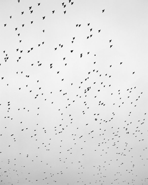 © Billy Barraclough - Image from the Murmurations photography project