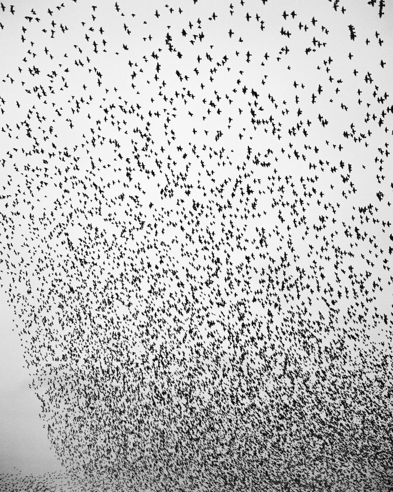 © Billy Barraclough - Image from the Murmurations photography project