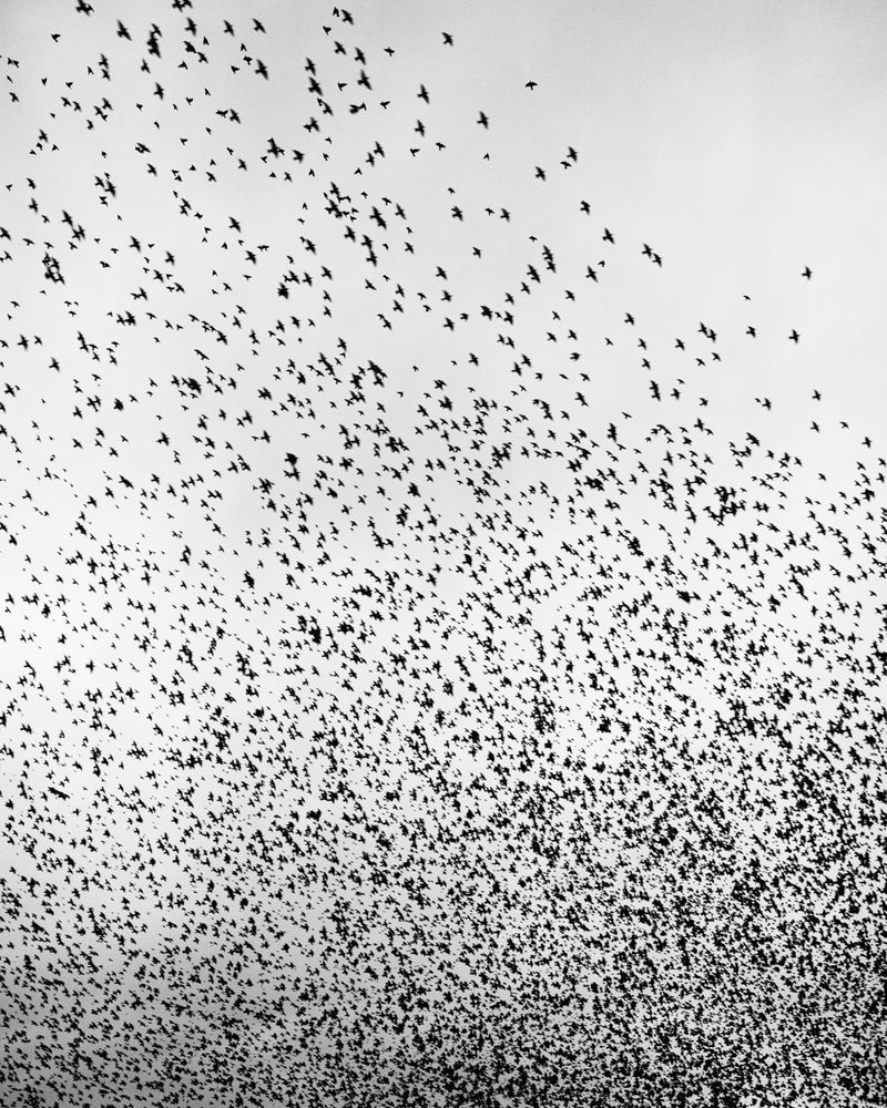 © Billy Barraclough - Image from the Murmurations photography project