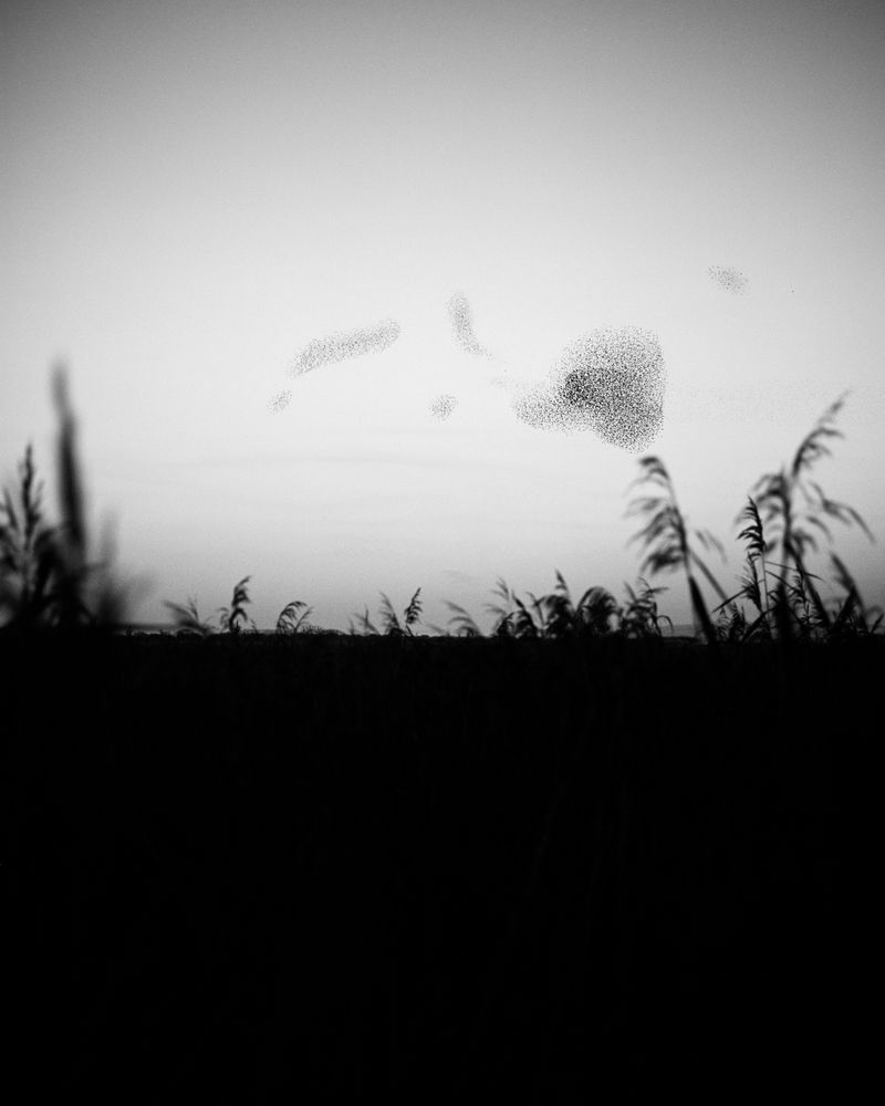 © Billy Barraclough - Image from the Murmurations photography project