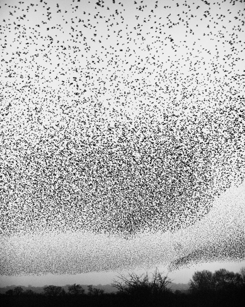 © Billy Barraclough - Image from the Murmurations photography project