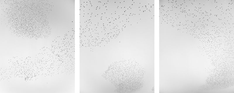 © Billy Barraclough - Image from the Murmurations photography project