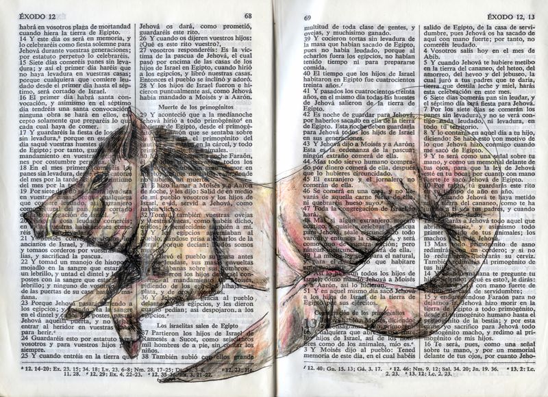 © Sofia Lopez Mañan - Image from the Nature is Dead photography project