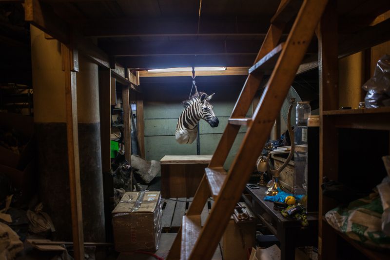 © Sofia Lopez Mañan - Head of embalmed zebra seized after a search from Argentina´s National Wildlife Agency.