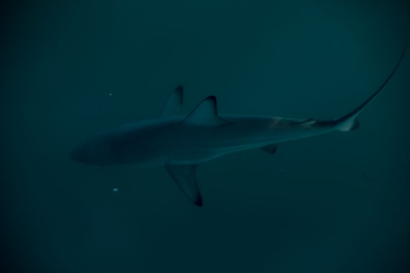 © Sofia Lopez Mañan - Image from the Nature is Dead photography project