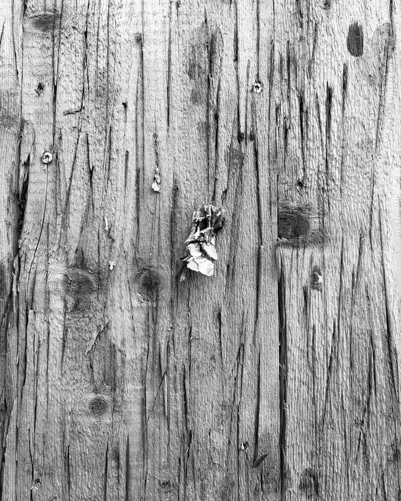 © Philippa Armstrong - Image from the Perforations photography project