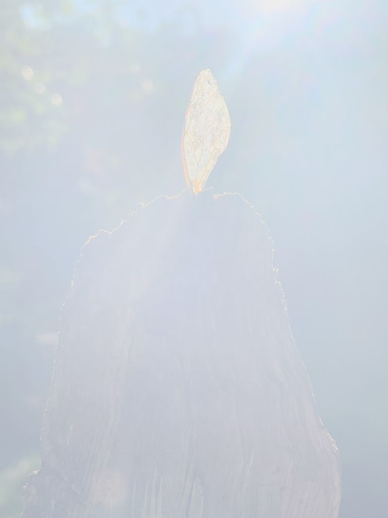 © Philippa Armstrong - Image from the The Giants Breath photography project