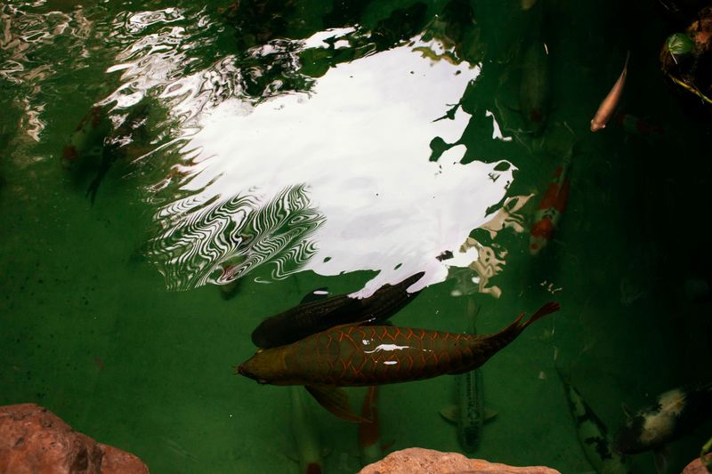 © Irene Barlian - I visited places that would remind me of him. At a young age, I remember being in a pet shop a lot. He loves animals.