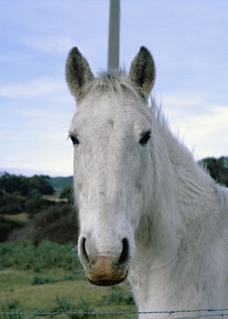 © Angèle Marignac-Serra - Image from the Isula Anima photography project