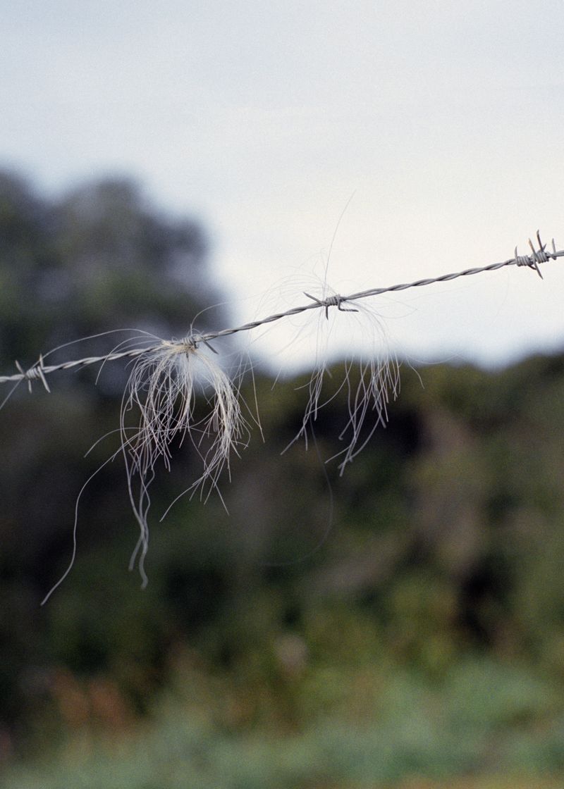 © Angèle Marignac-Serra - Image from the Isula Anima photography project