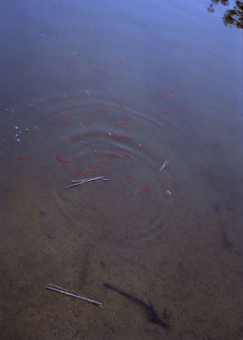 © Angèle Marignac-Serra - Image from the Isula Anima photography project