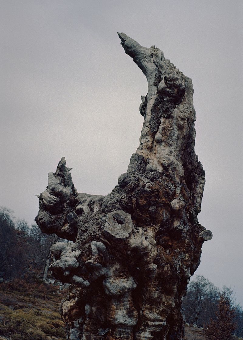 © Angèle Marignac-Serra - Image from the Isula Anima photography project