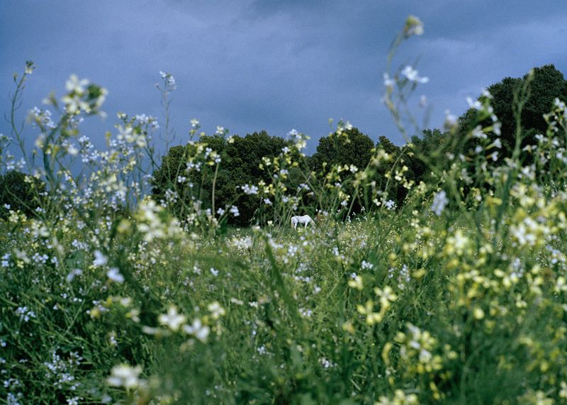 © Angèle Marignac-Serra - Image from the Isula Anima photography project