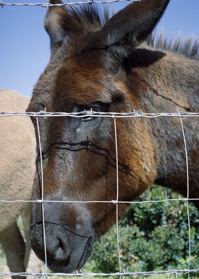 © Angèle Marignac-Serra - Image from the Isula Anima photography project