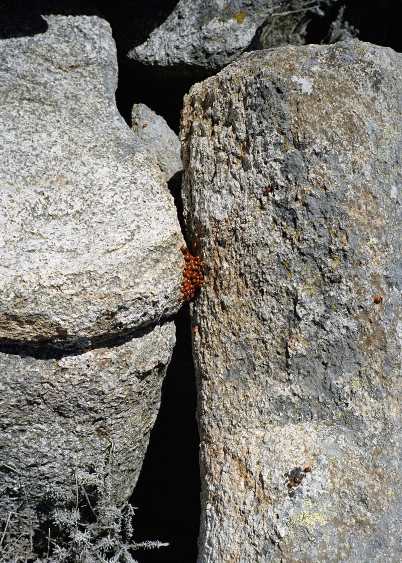 © Angèle Marignac-Serra - Image from the Isula Anima photography project