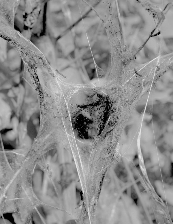 © Frederik Marks - Caterpillars