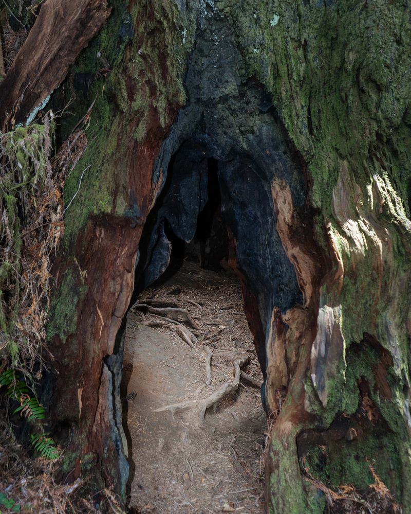 © Briar Marsh Pine - Untitled, 2025