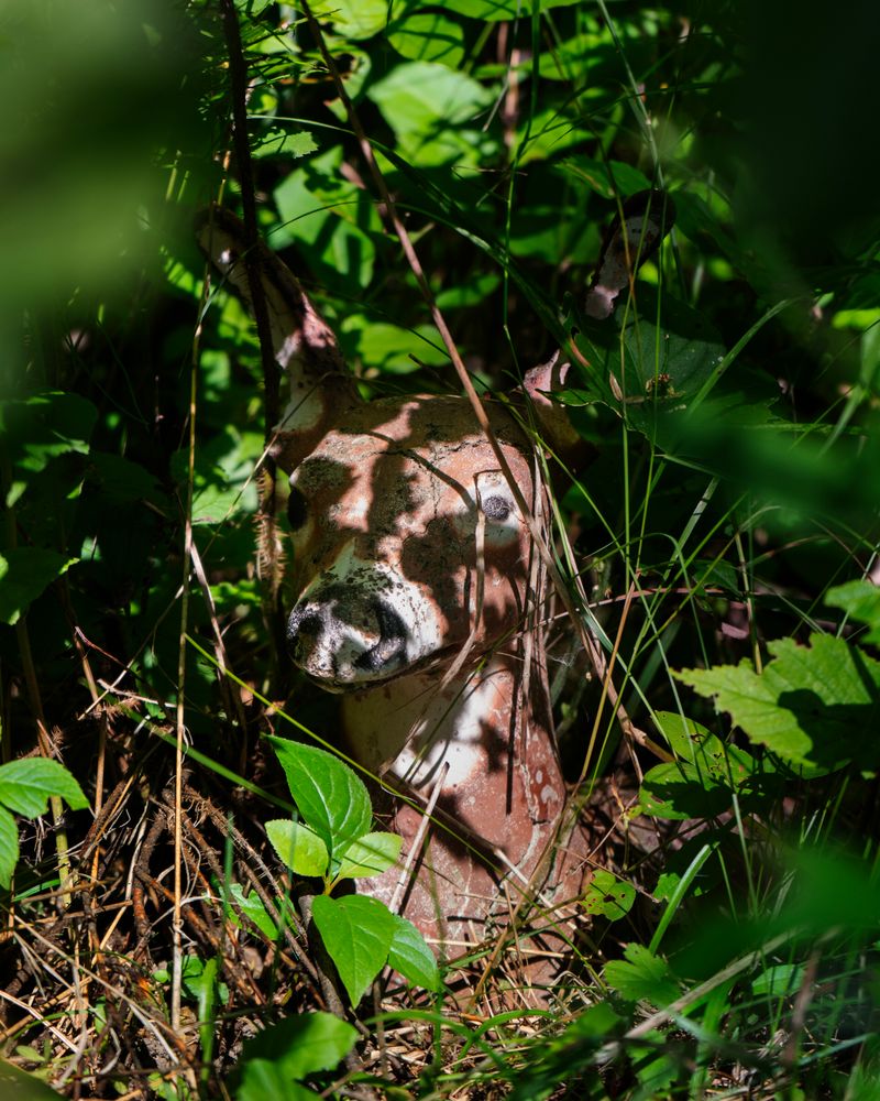 © Briar Marsh Pine - Fawn, 2022