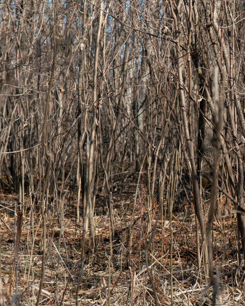 © Briar Marsh Pine - Portrait of Home, 2022