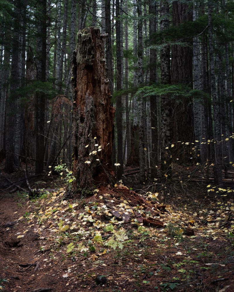 © Briar Marsh Pine - Navigate, 2024