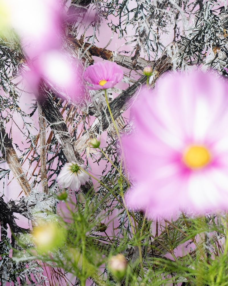 © Briar Pine - Cosmos, 2025
