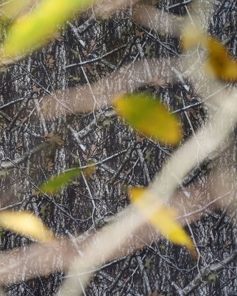 © Briar Pine - Falsehood, 2025
